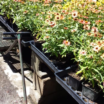 La Crescenta Nursery - Bloom galore! - Nurseries & Gardening Near Me - Glendale, California