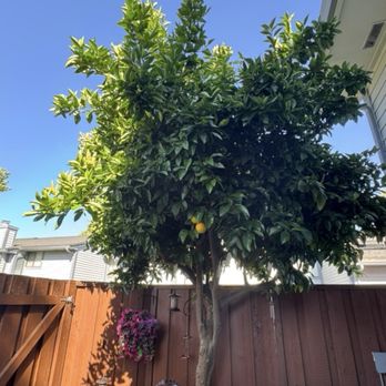 CCL Trees Services - Orange tree- before - Tree Services Near Me - Oakley, California CCL Trees Services - Orange tree- before - Tree Services Near Me - Oakley, California