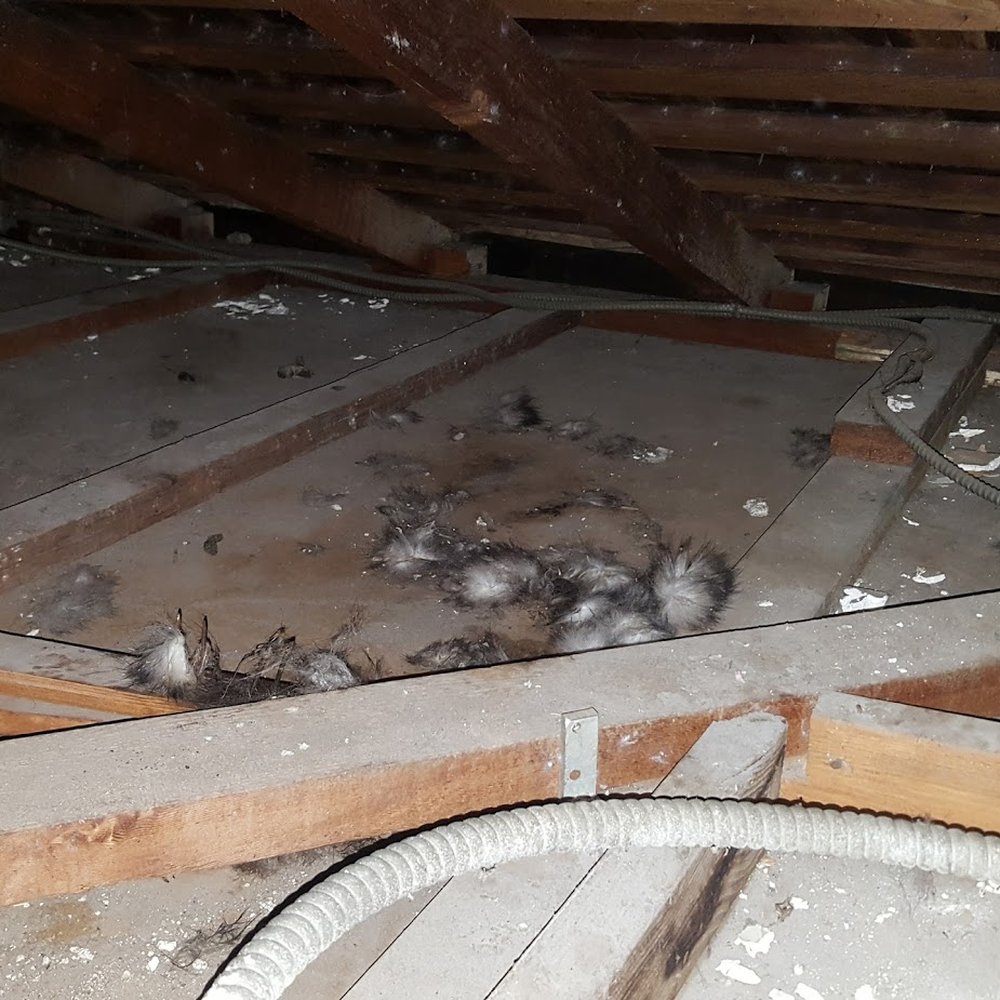 Atticare - Evidence of some critter activity. - Insulation Installation Near Me - Burbank, California Atticare - Evidence of some critter activity. - Insulation Installation Near Me - Burbank, California