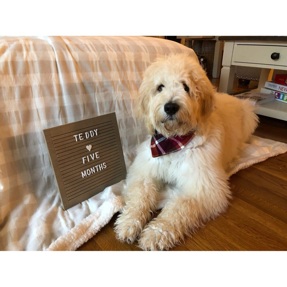 DOG DAYS DAYCARE CENTER Updated September 2024 28 Photos & 16