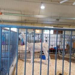 Canada Agriculture and Food Museum - Alpaca