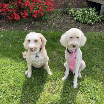 GROOM! Salon - Pet Groomers Near Me - Silver Spring, Maryland