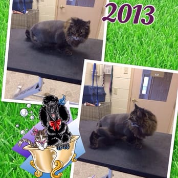 Roma's Pampered Paws Mobile Pet Stylist - Mitsy's Before and After - Pet Groomers Near Me Roma's Pampered Paws Mobile Pet Stylist - Mitsy's Before and After - Pet Groomers Near Me