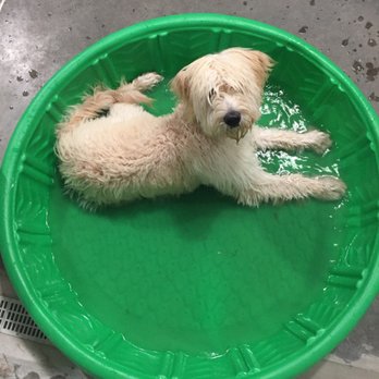 Astro Kennels 2 - Pet Training Near Me - Greenville, South Carolina Astro Kennels 2 - Pet Training Near Me - Greenville, South Carolina