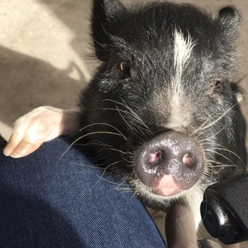 SoCalMiniPigs - Tara - Pet Breeders Near Me - Valley Center, California SoCalMiniPigs - Tara - Pet Breeders Near Me - Valley Center, California