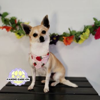 House Of Paws - Pet Groomers Near Me House Of Paws - Pet Groomers Near Me