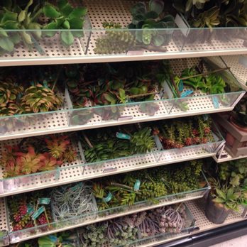 Hobby Lobby - Faux cacti - Fabric Stores Near Me - La Mesa, California