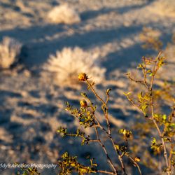 Panamint Valley