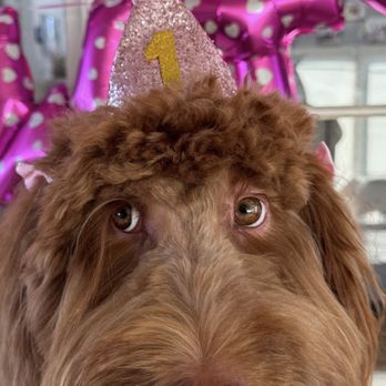 Ami Pet Grooming - Left eyelash missing - Pet Groomers Near Me - La Mirada, California