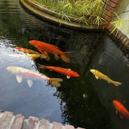 Vibrant fishes in the pond outside! @Bittersweet Bistro Aptos CA Fri 12/27/24