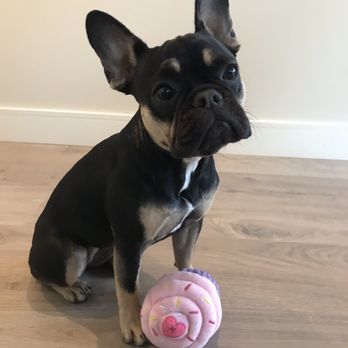 Bay Area Bulldogs - Pet Breeders Near Me Bay Area Bulldogs - Pet Breeders Near Me
