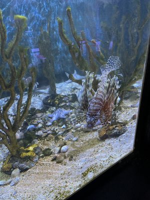 Key West Aquarium by null