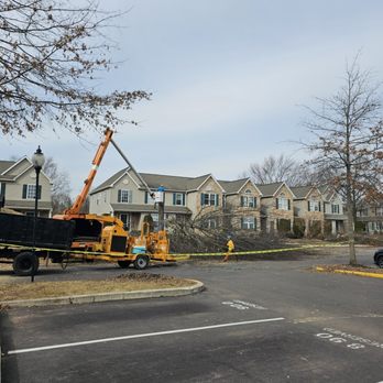 Edd's Tree Services - Tree  Removal at a community - Tree Services Near Me
