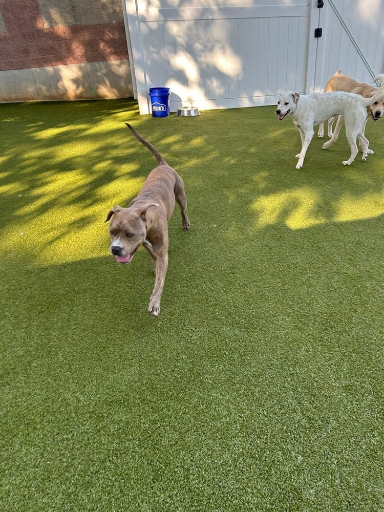 Hounds Town - Morrisville - pet boarding facility in Morrisville, NC