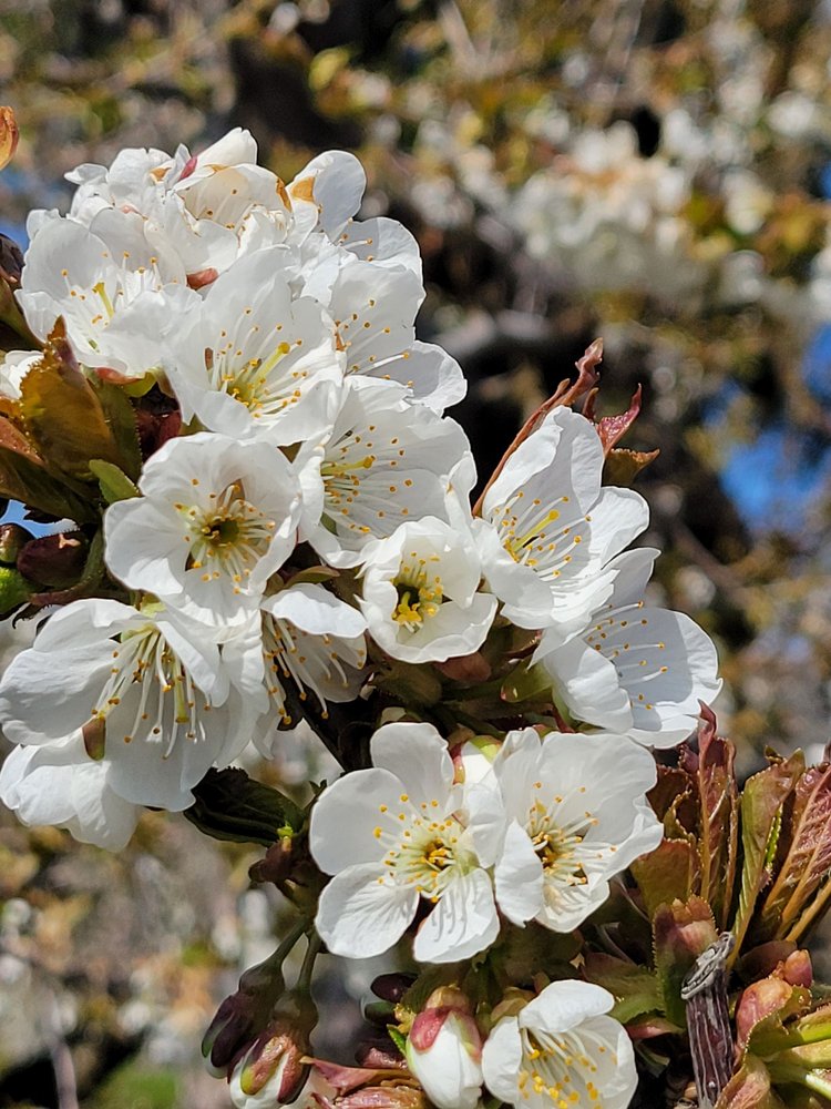 Columbia River Gorge Logo