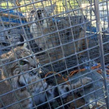 Arizona Wildlife Control - Wildlife Control Near Me