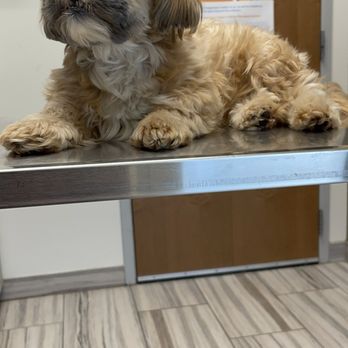 Coyne Veterinary Center - My sweet Cognac wasn't feeling well - Pet Sitting Near Me - Crown Point, Indiana Coyne Veterinary Center - My sweet Cognac wasn't feeling well - Pet Sitting Near Me - Crown Point, Indiana