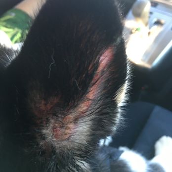 New Hope Boarding & Grooming - This is what happens when you drop off your dog here!!! Your dog gets BITTEN and INFECTED!!! Worst place to drop off your dog!!! - Pet Groomers Near Me - Rogers, Arkansas New Hope Boarding & Grooming - This is what happens when you drop off your dog here!!! Your dog gets BITTEN and INFECTED!!! Worst place to drop off your dog!!! - Pet Groomers Near Me - Rogers, Arkansas