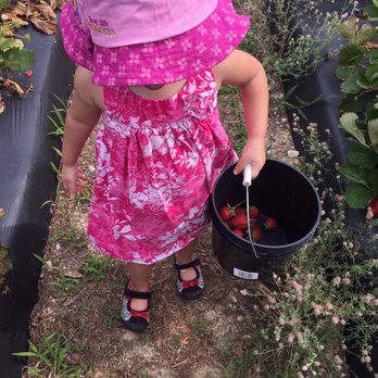 Buckwheat Farm - Little one picking strawberries - Fruits & Veggies Near Me - Apex, North Carolina Buckwheat Farm - Little one picking strawberries - Fruits & Veggies Near Me - Apex, North Carolina