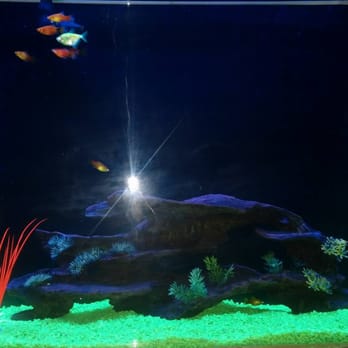 PetSmart - The new setup, the boy likes green, so he pick the gravel and some green fish... - Pet Groomers Near Me - Torrance, California PetSmart - The new setup, the boy likes green, so he pick the gravel and some green fish... - Pet Groomers Near Me - Torrance, California