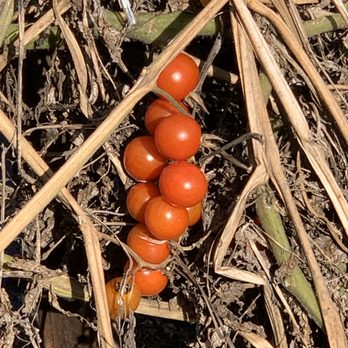 Peterson's Groves - Grape tomatoes - Nurseries & Gardening Near Me - Vero Beach, Florida