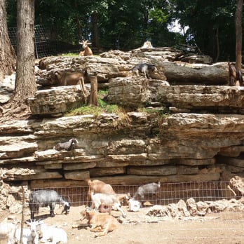 The Cave Bar and Grill - Goats! - New American Near Me - Lanagan, Missouri The Cave Bar and Grill - Goats! - New American Near Me - Lanagan, Missouri