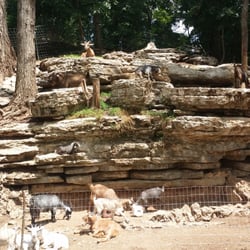 The Cave Bar and Grill - Goats!
