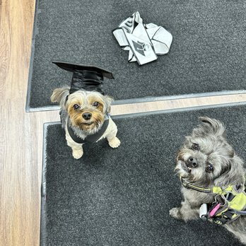 Healing Arts Animal Care - Monty - Veterinarians Near Me - Beaverton, Oregon Healing Arts Animal Care - Monty - Veterinarians Near Me - Beaverton, Oregon