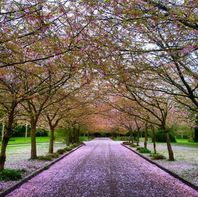 Bispebjerg Cemetery by null