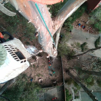 World Tree Service - Looking down from 150 foot Eucalyptus. - Tree Services Near Me - San Anselmo, California World Tree Service - Looking down from 150 foot Eucalyptus. - Tree Services Near Me - San Anselmo, California