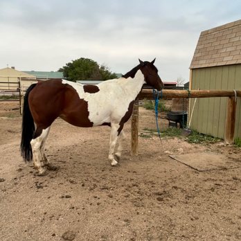 Standley Lake Stables - She has plenty of food - Horse Boarding Near Me - Arvada, Colorado Standley Lake Stables - She has plenty of food - Horse Boarding Near Me - Arvada, Colorado