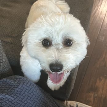Hound Lounge - After - Pet Groomers Near Me - Walnut Creek, California