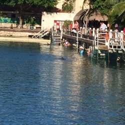 Latitude 20 - Watch the Dolphins