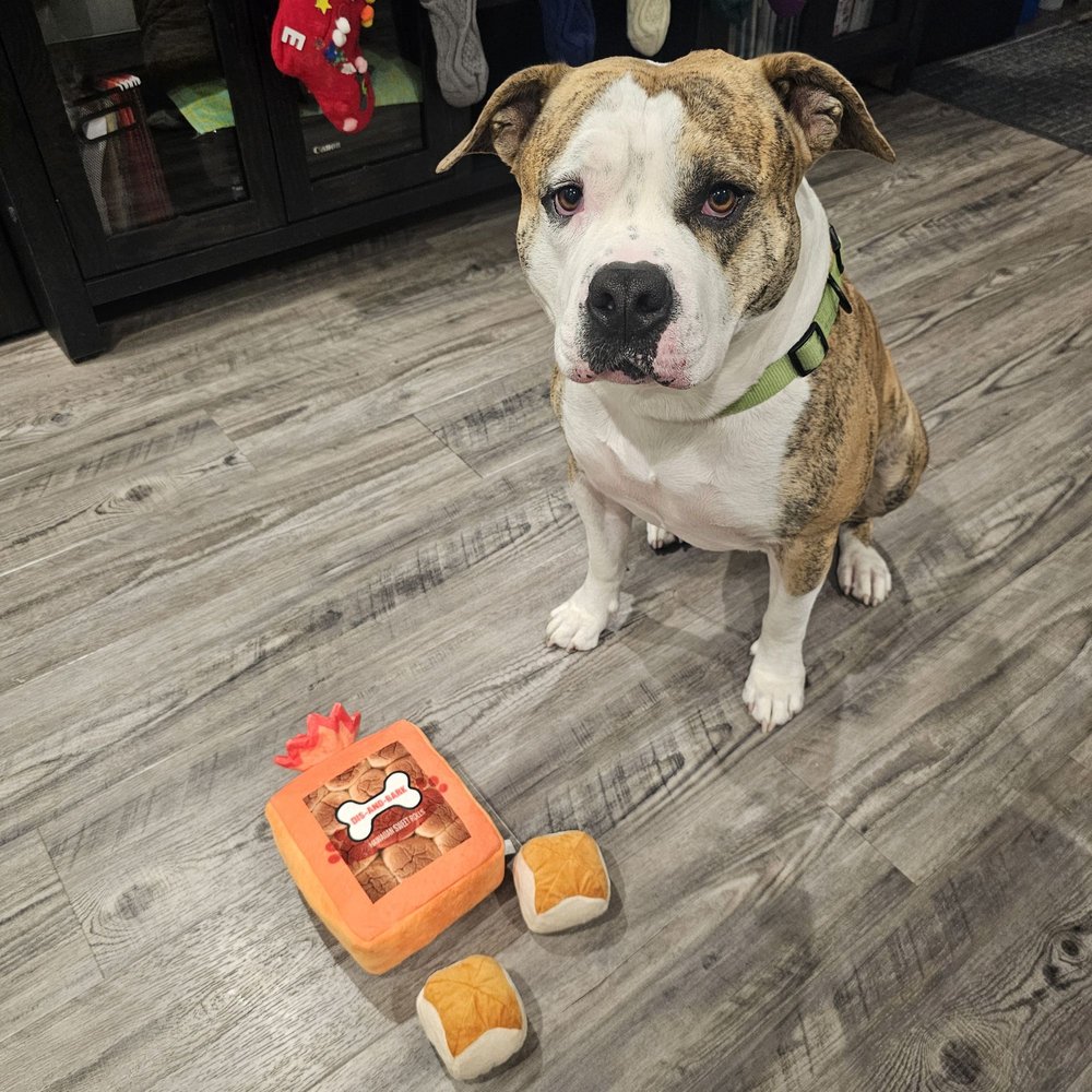 Dis-and-Bark - Can I play now? - Pet Stores Near Me - Aiea, Hawaii Dis-and-Bark - Can I play now? - Pet Stores Near Me - Aiea, Hawaii
