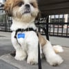 Paw Pals Pet Services gift card