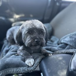 After a much needed grooming After a much needed grooming
