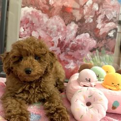 Brickell Bay Animal Hospital - Roo, 3 month old toy poodle