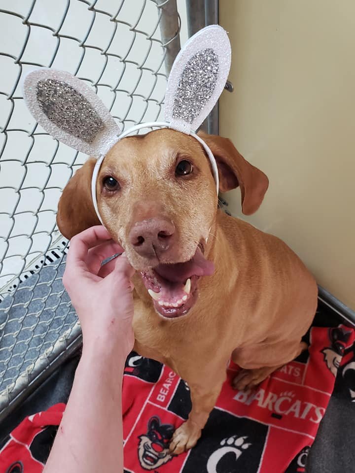 ALMOST HOME PET RESORT Updated October 2024 3075 Sugar Camp Rd