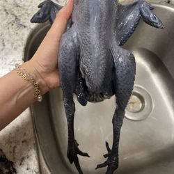 Black chicken ( Silkie chicken soup with Chinese herbs is very good for your health.)