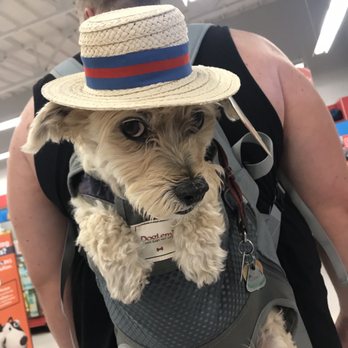Petco - Finding a sun hat - Pet Stores Near Me - Kingman, Arizona Petco - Finding a sun hat - Pet Stores Near Me - Kingman, Arizona