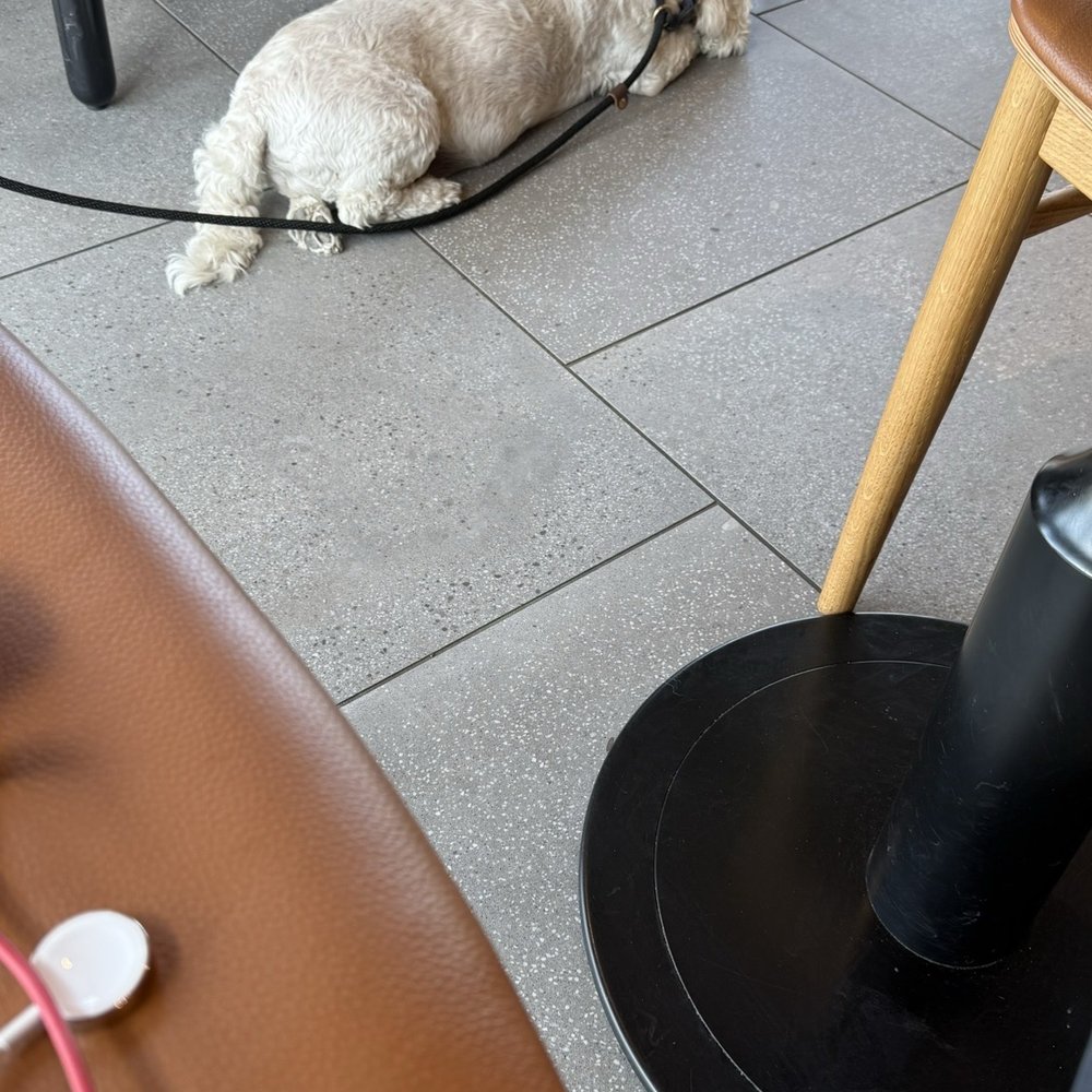 Starbucks - Dog in stire - Coffee & Tea Near Me - Rapid City, South Dakota Starbucks - Dog in stire - Coffee & Tea Near Me - Rapid City, South Dakota