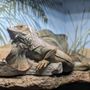 Photo of Phillips Park Zoo