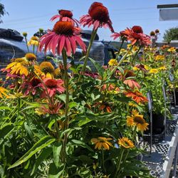 Kingsdene Nurseries - Collection of cone flower variety