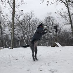 Bellevue Dog Woods