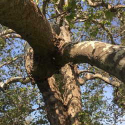 Portola Sycamore