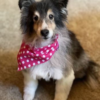 Groomingdales - Bitsy - Pet Groomers Near Me - Mariposa, California Groomingdales - Bitsy - Pet Groomers Near Me - Mariposa, California