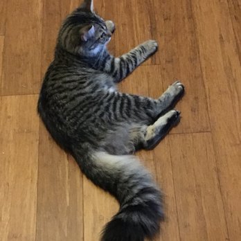 Fauquier SPCA - Pet Adoption Near Me - Midland, Virginia Fauquier SPCA - Pet Adoption Near Me - Midland, Virginia