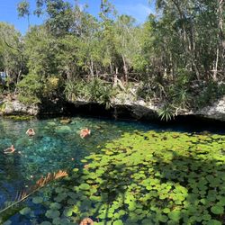 Cenote Nicte Ha - Beautiful Cenote!!! (01/19/20)
