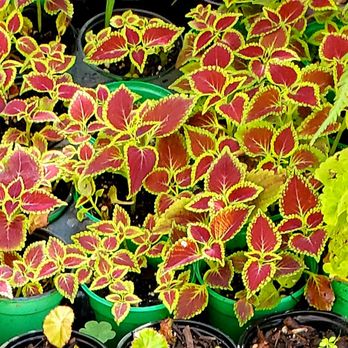 Gonzalez Nursery - Love these - Nurseries & Gardening Near Me - Monrovia, California