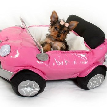 Portraits by Martha - Misa My Yorkie as a Puppy! Working with Martha she is now Misa My Shining Star Yorkie! - Pet Photography Near Me Portraits by Martha - Misa My Yorkie as a Puppy! Working with Martha she is now Misa My Shining Star Yorkie! - Pet Photography Near Me